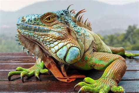 iguana poze discord
